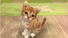 Images et photos Nintendogs + Cats - Bouledogue Francais & Ses Nouveaux Amis