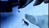 Vido SSX 3 | Peak 3 en vido