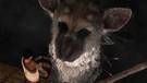 Sony :  The Last Guardian est toujours en dveloppement 