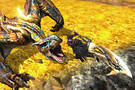 TGS : Monster Hunter 4 en mars 2013 au Japon